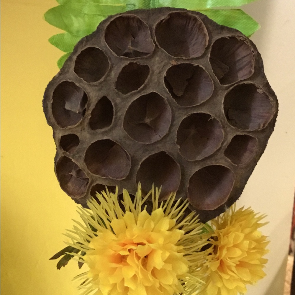 12 Lotus pods seasonal decoration